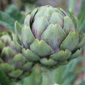 ARTICHOKE, GREEN GLOBE