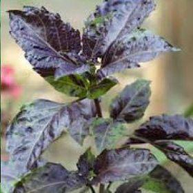 BASIL, Purple Ruffles