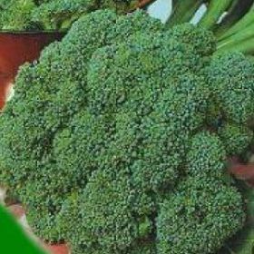 BROCCOLI, Waltham