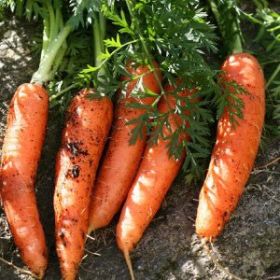 CARROT, Danvers Half-Long