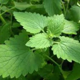 CATNIP