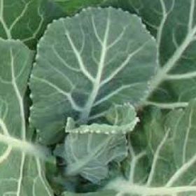 COLLARD GREENS, Vates