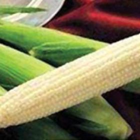 SWEET CORN, Silver King White