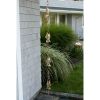 Pure Polished Hammered Copper Rain Chain with 4 Fish Cups 8.5 Ft