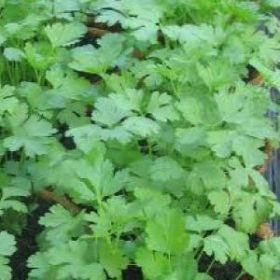 PARSLEY, Plain