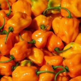 HOT PEPPER, Habañero