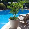 Large Outdoor Planter in Weathered Concrete Finish 26”D x 22”H