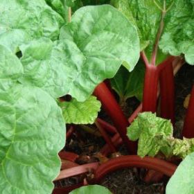 RHUBARB, Victoria
