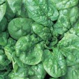 SPINACH, Bloomsdale