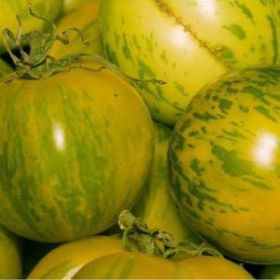 TOMATO, Green Zebra