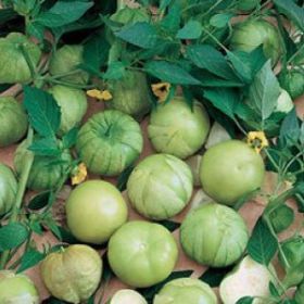 TOMATO, Tomatillo Verde