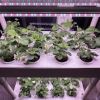 Herb Garden Hydroponic Growing System with LED Grow Lights,3 Layers  42 Pods Indoor Planter Kit for Leaf Vegetables,Strawberry,Cherry Tomato