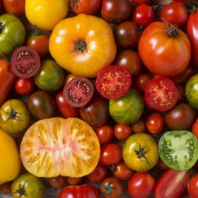 TOMATO, Heirloom Blend